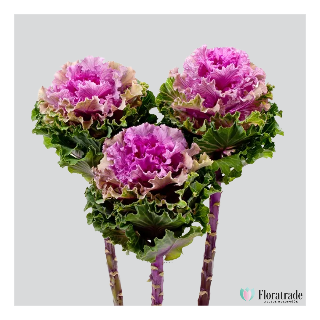 brassica.png (1.07 MB)